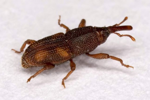 Rice weewil - ryżowe uprawy i upraw zboża